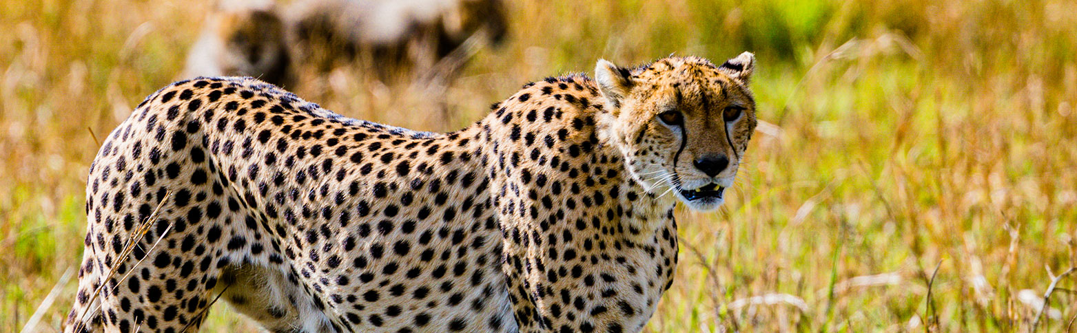 seguro de viaje a Kenia